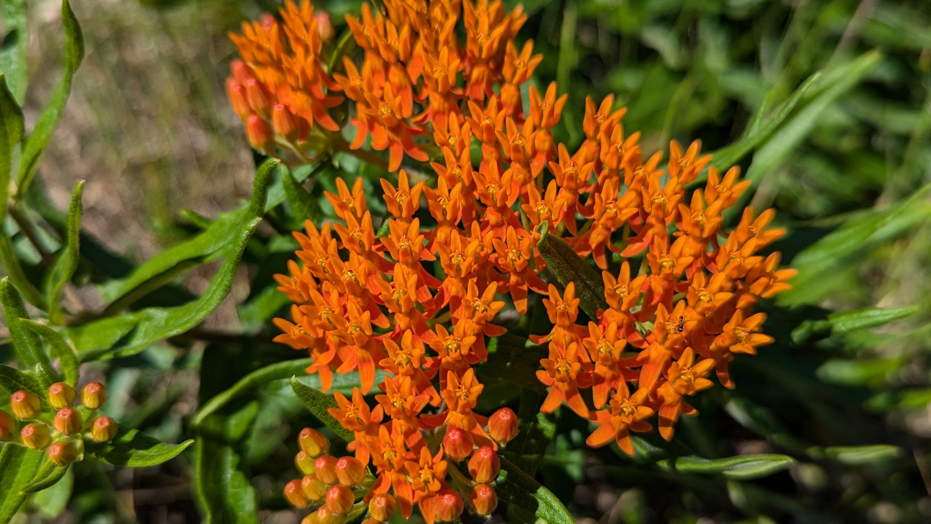 A bright orange cluster of butterfly milkweed flowers. There is a tiny ant crawling on one of the flowers
