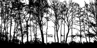 A line of deciduous forest trees in sillouette